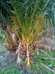 Coccotrypes dactyliperda