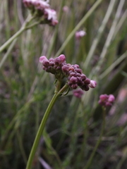 Valeriana ceratophylla