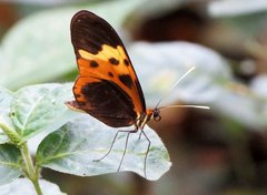 Mechanitis messenoides