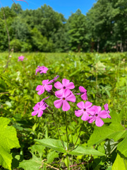 Phlox ovata