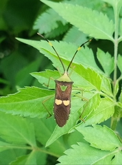 Prismatocerus signatus
