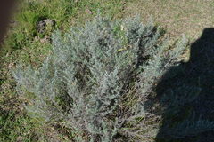 Baccharis artemisioides