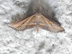 Stenopaltis lithina