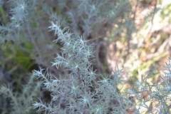Baccharis artemisioides