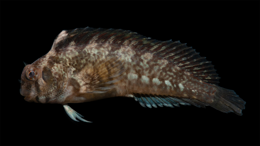 Freckled blenny (Hypsoblennius ionthas) — Blenniidae