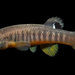 Spotfin Killifish - Photo (c) sercfisheries, some rights reserved (CC BY-NC), uploaded by sercfisheries