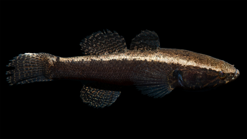 Largescaled spinycheek sleeper (Eleotris amblyopsis) — Eleotridae — 3