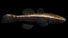 Largescaled Spinycheek Sleeper photo 3