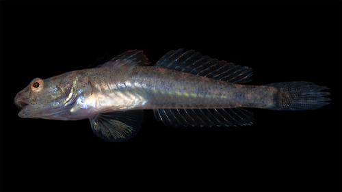 American freshwater goby (Ctenogobius shufeldti) — Gobiidae — 4