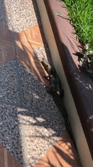 Crocodylus moreletii