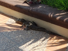 Crocodylus moreletii