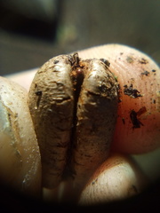 Coccotrypes dactyliperda