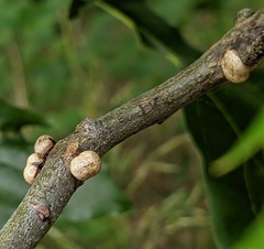 Allokermes galliformis