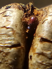 Coccotrypes dactyliperda