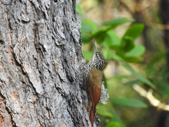 Lepidocolaptes leucogaster