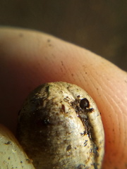 Coccotrypes dactyliperda