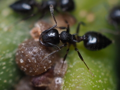 Allokermes galliformis