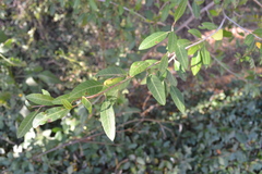 Schinus bumelioides