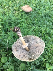 Chlorophyllum molybdites
