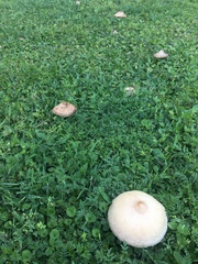 Chlorophyllum molybdites