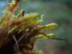 Scorpidium revolvens