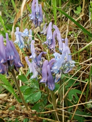 Corydalis arctica