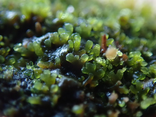 Image of Riccardia latifrons by no rights reserved