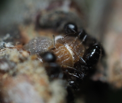 Allokermes galliformis