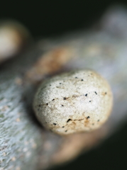 Allokermes galliformis