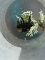 Bombus caliginosus