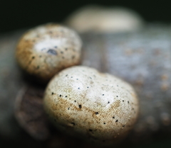 Allokermes galliformis