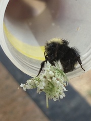 Bombus caliginosus