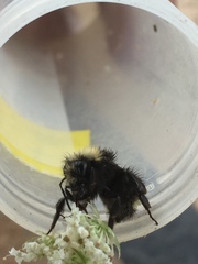 Bombus caliginosus