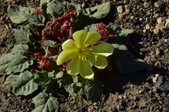 Oenothera xylocarpa