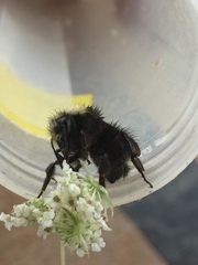 Bombus caliginosus
