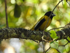 Coccothraustes abeillei