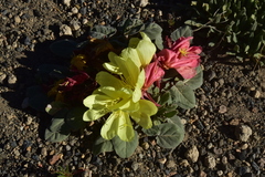 Oenothera xylocarpa