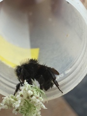 Bombus caliginosus