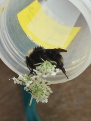 Bombus caliginosus