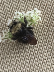 Bombus caliginosus
