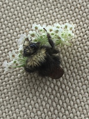 Bombus caliginosus