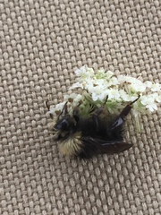 Bombus caliginosus