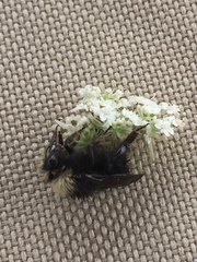 Bombus caliginosus