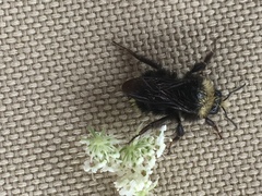 Bombus caliginosus