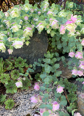 Origanum libanoticum