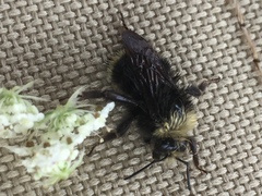 Bombus caliginosus