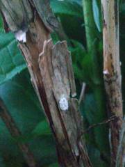 Pulvinaria hydrangeae