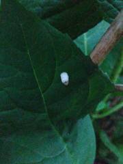 Pulvinaria hydrangeae