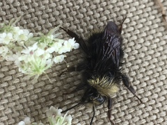 Bombus caliginosus