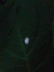 Pulvinaria hydrangeae